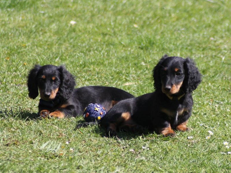 Rauhhaardackel Dackelwelpen in schoko, braun, rot und saufarben und Langhaardackelwelpen in schwarz tiger und schwarzrot