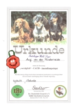Maxi schoko Rauhaardackel vorzglich CACIB 01.04.2007