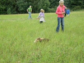 Rauhaardackel drrlaubfarben und schoko in der Wiese