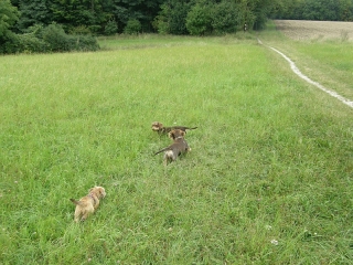 Rauhaardackel auf der Wiese