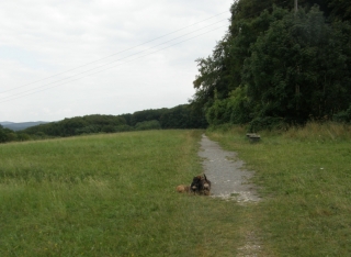 Zwergrauhhaardackel auf dem Spaziergang