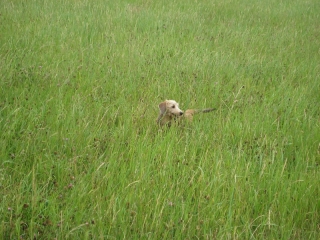 Rauhhaardackel drrlaubfarben im Gras