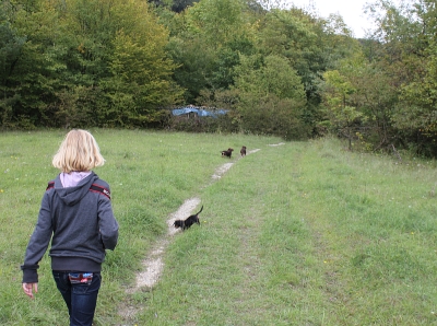 Dackel beim Spaziergang