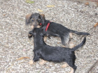 Etta und Emily vom Teuto Teckel Rauhhaarzwergdackel