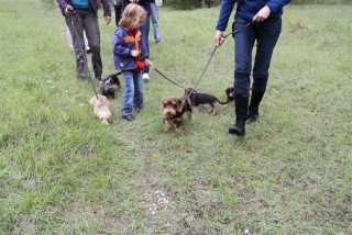 Dackel beim Spaziergang