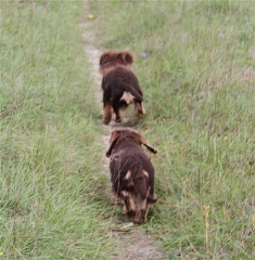 Dackel beim Spaziergang