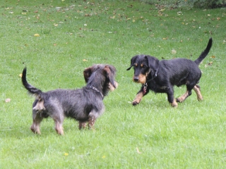 Teuto Teckel Treffen