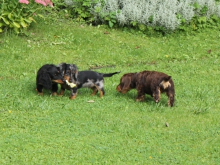 Teuto Teckel Treffen