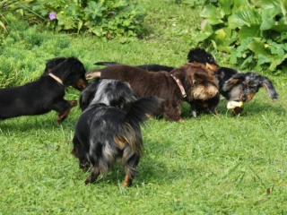 Teuto Teckel Treffen