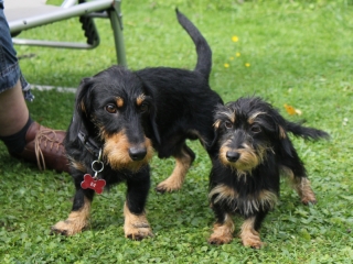 Teuto Teckel Treffen