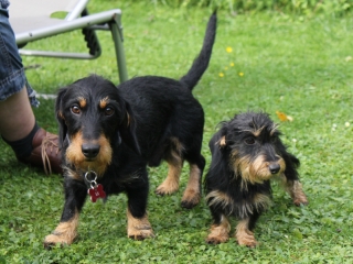 Teuto Teckel Treffen
