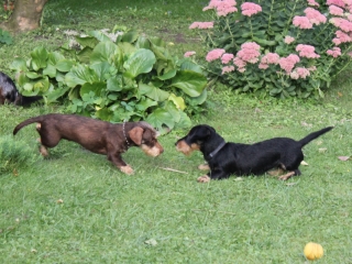 Teuto Teckel Treffen