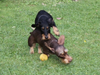 Teuto Teckel Treffen