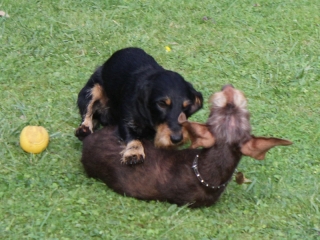 Teuto Teckel Treffen