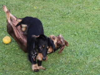 Teuto Teckel Treffen