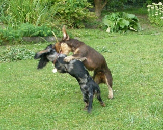 Tdelt Langhaardackel schwarztiger mit Rauhhaardackel schokofarben