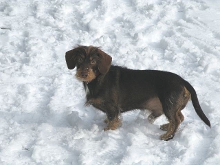 Bogart vom Teuto Teckel schokofarbener Rauhaardackel im Schnee