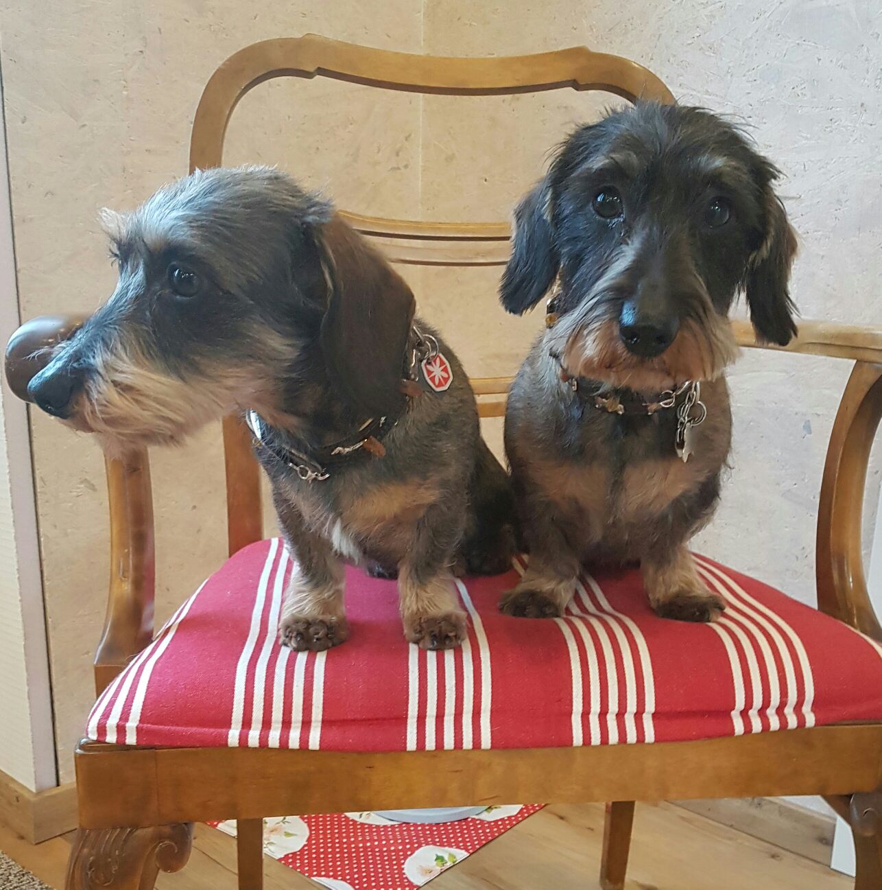 Cumin und Eubie vom Teuto Teckel