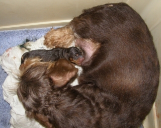 Maxi mit schoko - Welpen