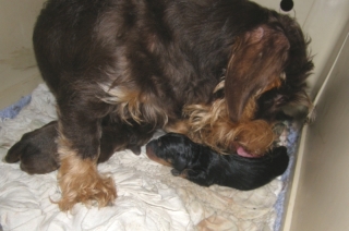 Maxi mit schoko- und schwarzrotem Welpen