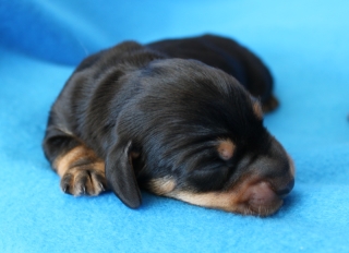 Maxi  schoko Rauhaardackel mit Welpen