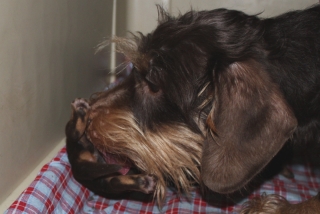 Maxi subert Welpen