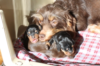 Maxi liegt mit ihren Welpen in der Sonne