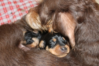 Maxi mit schwarzrotem - Welpen