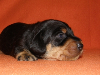 schwarzroter Rauhhaardackel Welpe