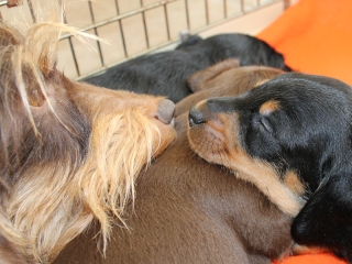 D Wurf 2010 vom Teuto Teckel schokobraun und schwarzrote Rauhhaarwelpen