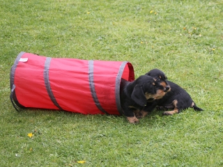 Dante vom Teuto Teckel schwarzrot
