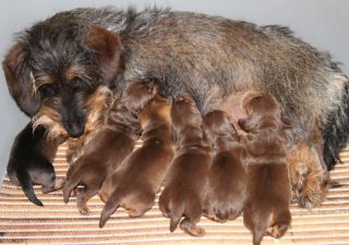Rauhhaardackel schokobraun