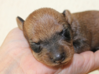 Teuto Teckel E-Wurf Rauhhaarzwergdackel drrlaub (rot), saufarben und schwarzrote Welpen von Mini
