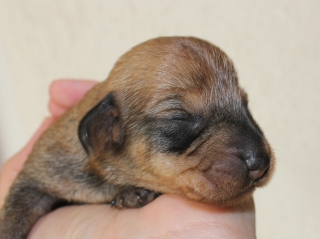 Teuto Teckel E-Wurf Rauhhaarzwergdackel drrlaub (rot), saufarben und schwarzrote Welpen von Mini