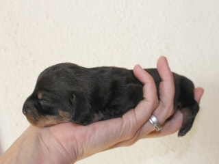 Teuto Teckel E-Wurf Rauhhaarzwergdackel drrlaub (rot), saufarben und schwarzrote Welpen von Mini