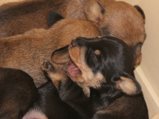 Teuto Teckel E-Wurf Rauhhaarzwergdackel drrlaub (rot), saufarben und schwarzrote Welpen von Mini