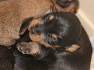 Teuto Teckel E-Wurf Rauhhaarzwergdackel drrlaub (rot), saufarben und schwarzrote Welpen von Mini