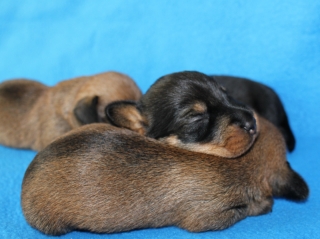 Teuto Teckel E-Wurf Rauhhaarzwergdackel drrlaub (rot), saufarben und schwarzrote Welpen von Mini