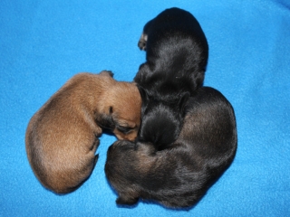 Teuto Teckel E-Wurf Rauhhaarzwergdackel drrlaub (rot), saufarben und schwarzrote Welpen von Mini