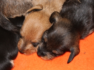 Teuto Teckel E-Wurf Rauhhaarzwergdackel drrlaub (rot), saufarben und schwarzrote Welpen von Mini