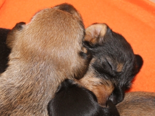 Teuto Teckel E-Wurf Rauhhaarzwergdackel drrlaub (rot), saufarben und schwarzrote Welpen von Mini