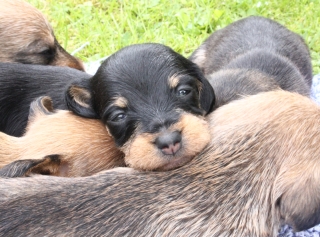 Teuto Teckel E-Wurf Rauhhaarzwergdackel drrlaub (rot), saufarben und schwarzrote Welpen von Mini