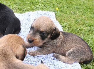 Teuto Teckel E-Wurf Rauhhaarzwergdackel drrlaub (rot), saufarben und schwarzrote Welpen von Mini