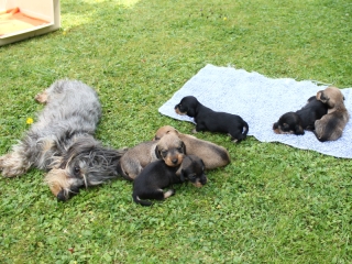 Teuto Teckel E-Wurf Rauhhaarzwergdackel drrlaub (rot), saufarben und schwarzrote Welpen von Mini