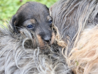 Teuto Teckel E-Wurf Rauhhaarzwergdackel drrlaub (rot), saufarben und schwarzrote Welpen von Mini