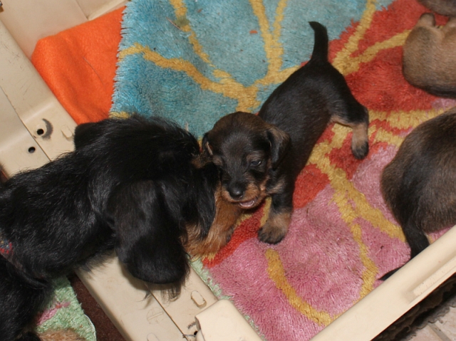 Teuto Teckel E-Wurf Rauhhaarzwergdackel drrlaub (rot), saufarben und schwarzrote Welpen von Mini