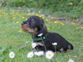 Eubie vom Teuto Teckel E-Wurf Rauhhaarzwergdackel drrlaub (rot), saufarben und schwarzrote Welpen von Mini