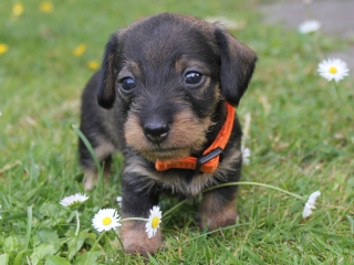 Etta vom Teuto Teckel E-Wurf Rauhhaarzwergdackel drrlaub (rot), saufarben und schwarzrote Welpen von Mini