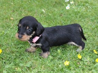 Emily vom Teuto Teckel E-Wurf Rauhhaarzwergdackel drrlaub (rot), saufarben und schwarzrote Welpen von Mini