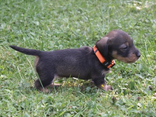 Etta vom Teuto Teckel E-Wurf Rauhhaarzwergdackel drrlaub (rot), saufarben und schwarzrote Welpen von Mini